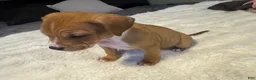 Mixed Breed dogs for sale: Ryder - Ad 15