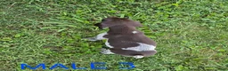 German Shorthaired Pointer dogs for sale: December - Ad 4