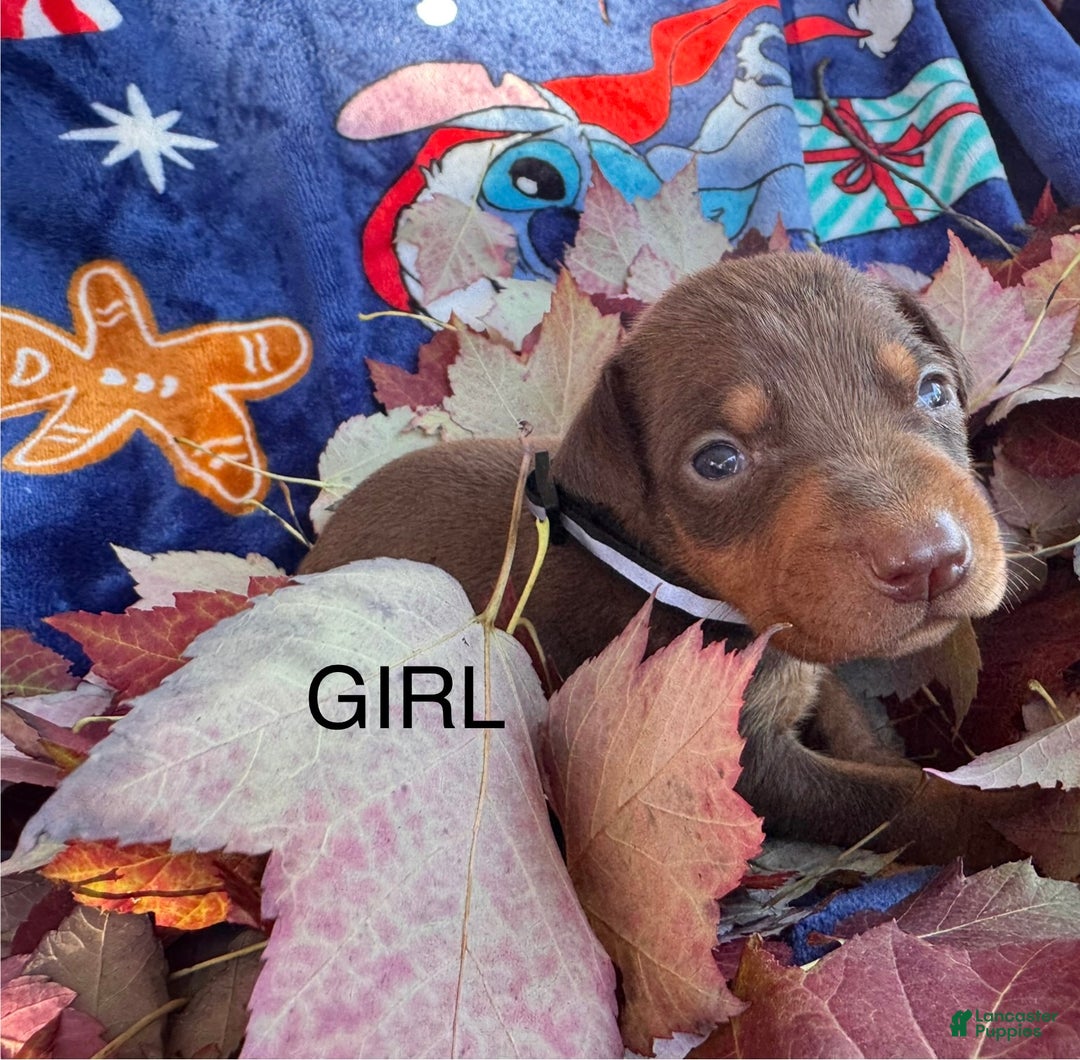 Doberman Pinscher dogs for sale: Doberman Pinscher Puppy 2 - Ad 1