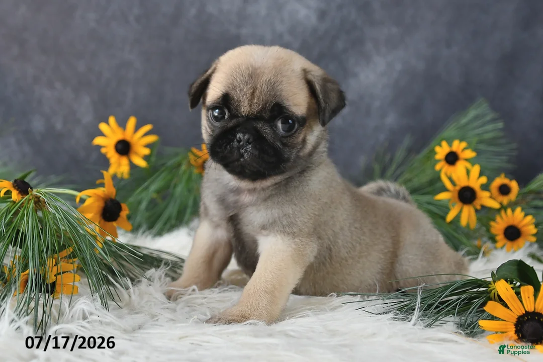 Pug dogs for sale: Karla - Ad 1