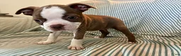 Boston Terrier dogs for sale: Carla - Ad 3