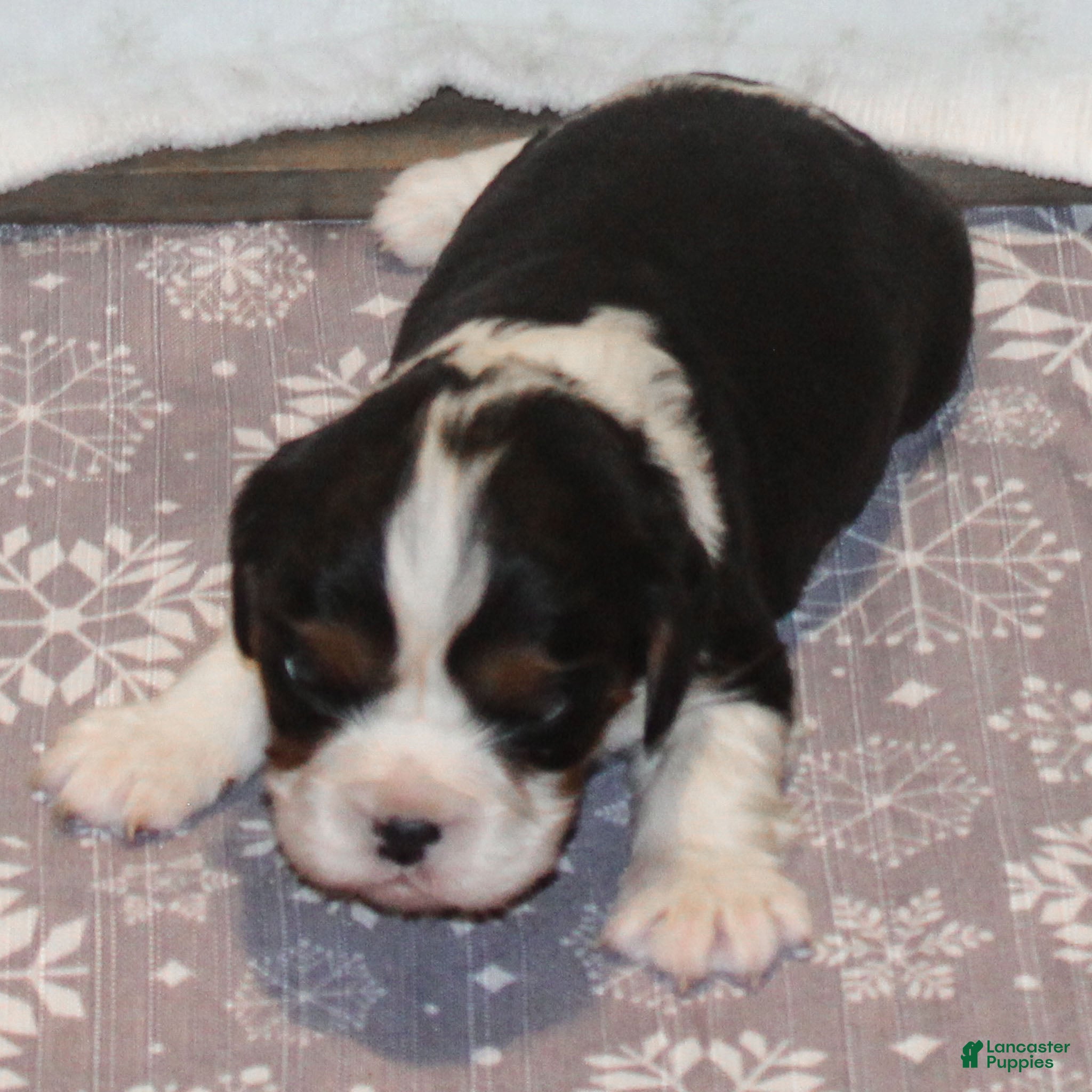 Cavalier King Charles Spaniel dogs Monica - Ad 26