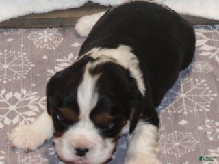 Cavalier King Charles Spaniel dogs Monica - Ad 26