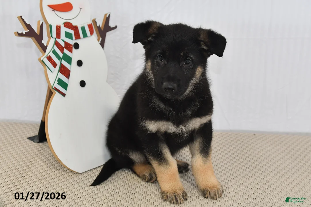 German Shepherd dogs for sale: Jet - Ad 2