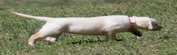 Labrador Retriever dogs for sale: Kate - Ad 4