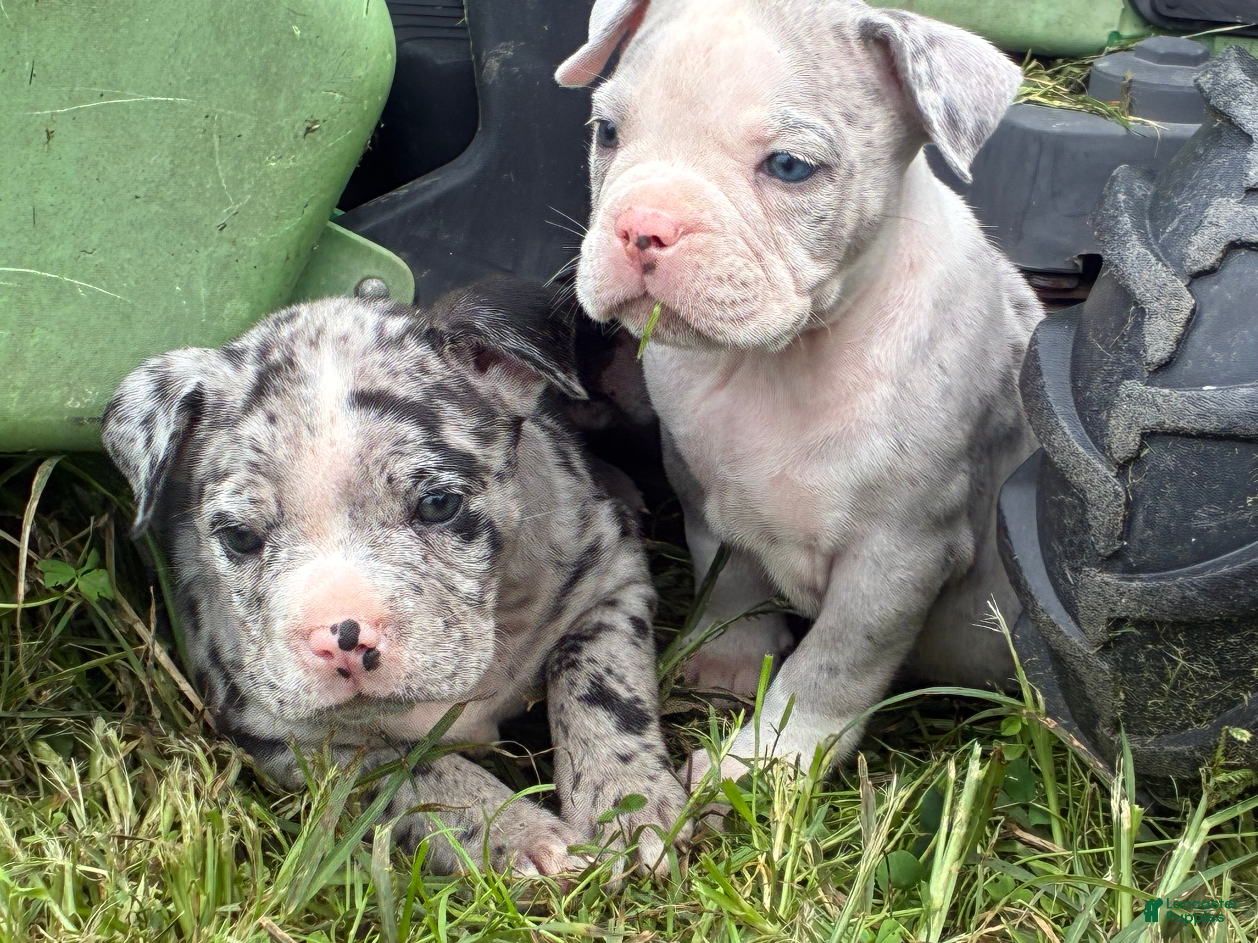 Olde English Bulldogge dogs Olde English Bulldogge 5 - Ad 1