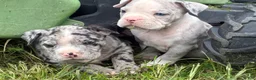 Olde English Bulldogge dogs for sale: Olde English Bulldogge 5 - Ad 3