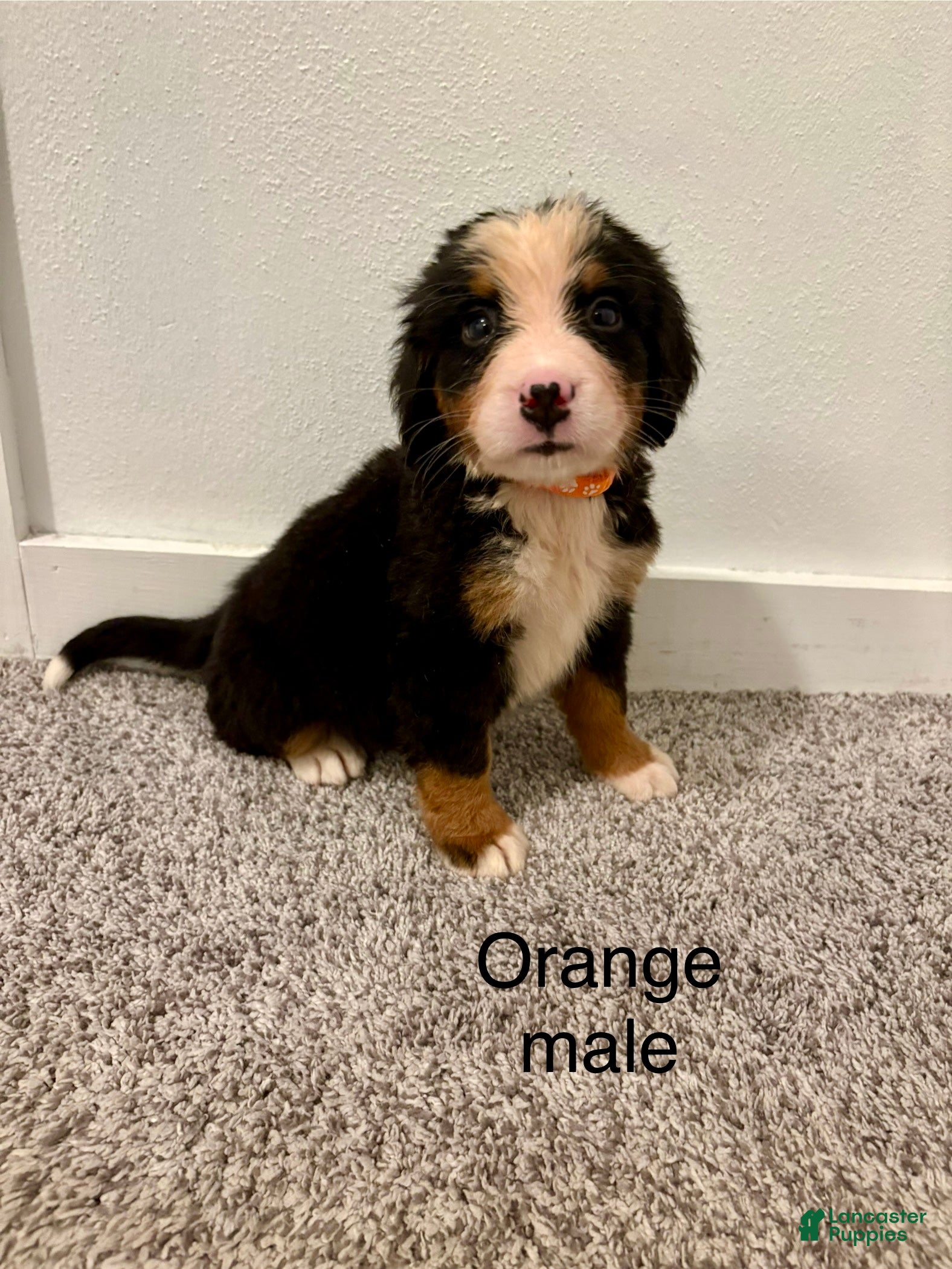 Bernese Mountain Dog dogs Orange male  - Ad 31