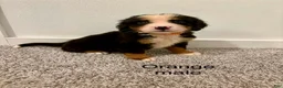 Bernese Mountain Dog dogs for sale: Orange male  - Ad 1