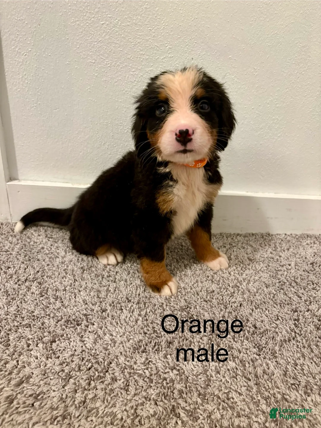 Bernese Mountain Dog dogs for sale: Orange male  - Ad 1