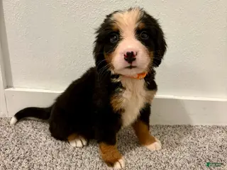 Bernese Mountain Dog dogs Orange male - Ad 33