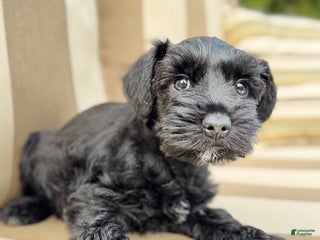 Miniature Schnauzer dogs - Ad 6