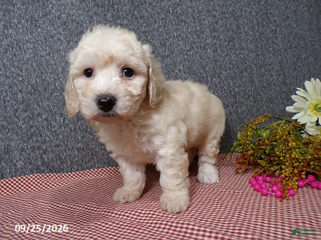 Bichpoo dogs for sale: Tessa - Ad 2