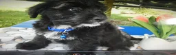 Mini Aussiedoodle dogs for sale: Mini Aussiedoodle 6 Blue - Ad 2