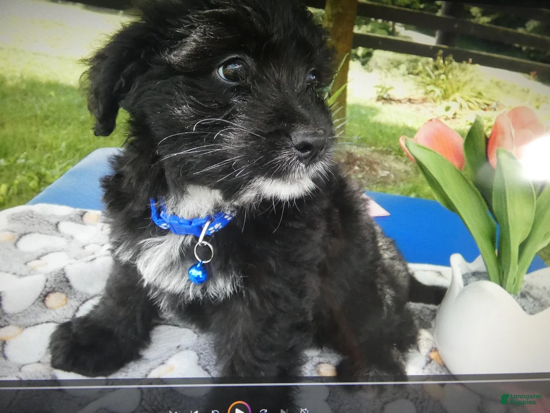 Mini Aussiedoodle dogs for sale: Mini Aussiedoodle 6 Blue - Ad 2