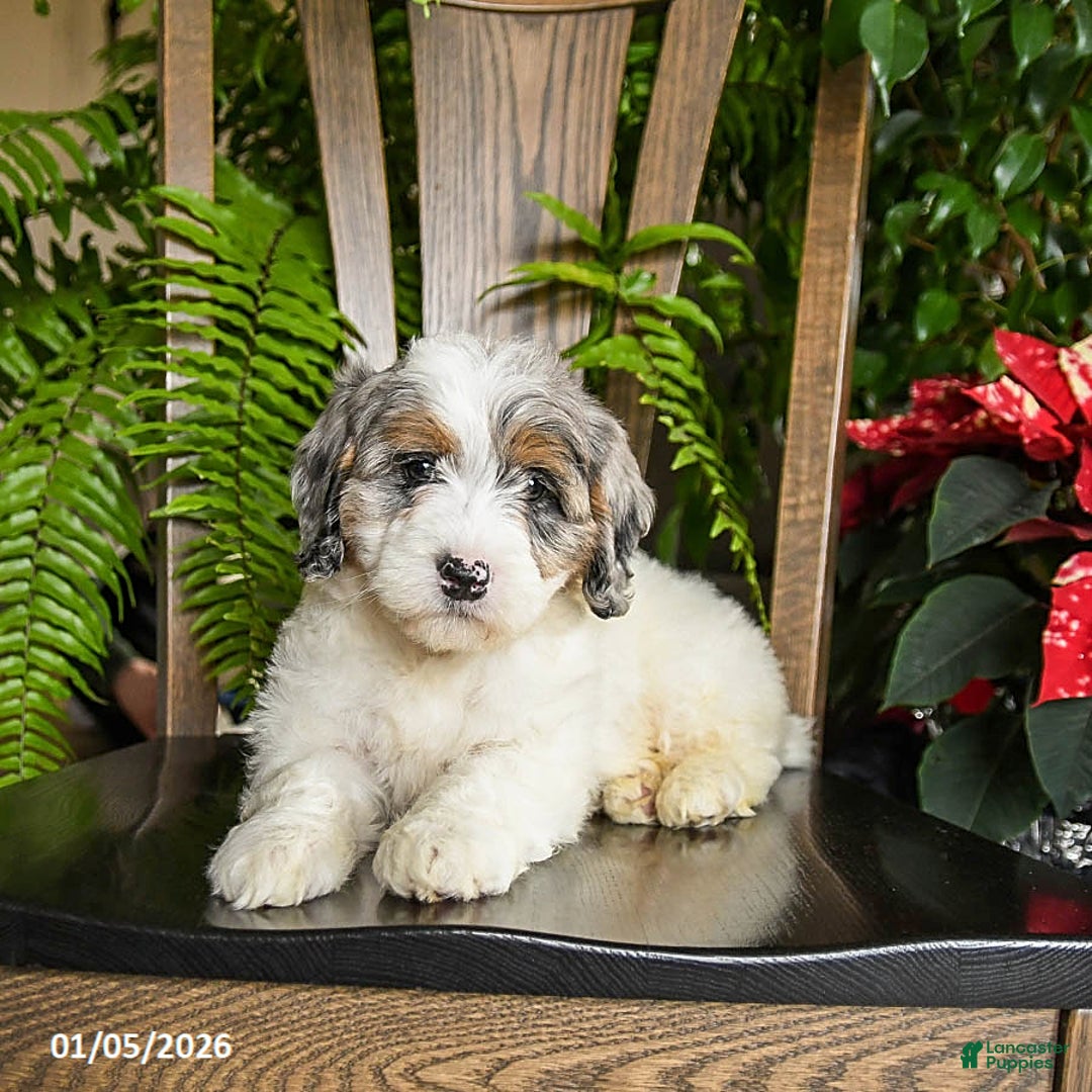 Mini Bernedoodle dogs for sale: Truffles - Ad 5