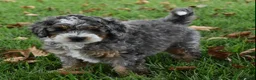 Mini Bernedoodle dogs for sale: Jester F1b - Ad 8