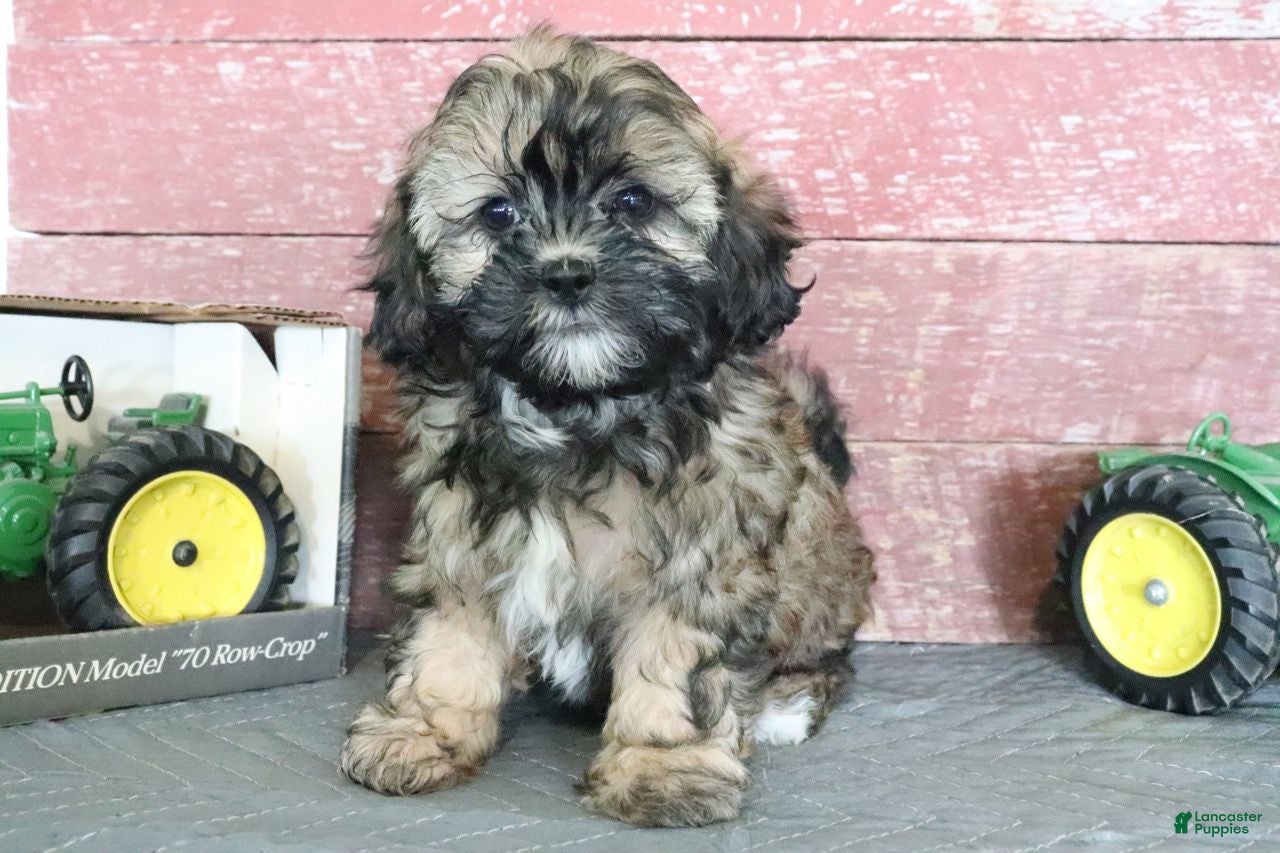 Shihpoo dogs Nevaeh - Ad 1