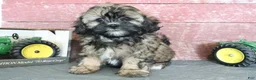 Shihpoo dogs for sale: Nevaeh - Ad 1