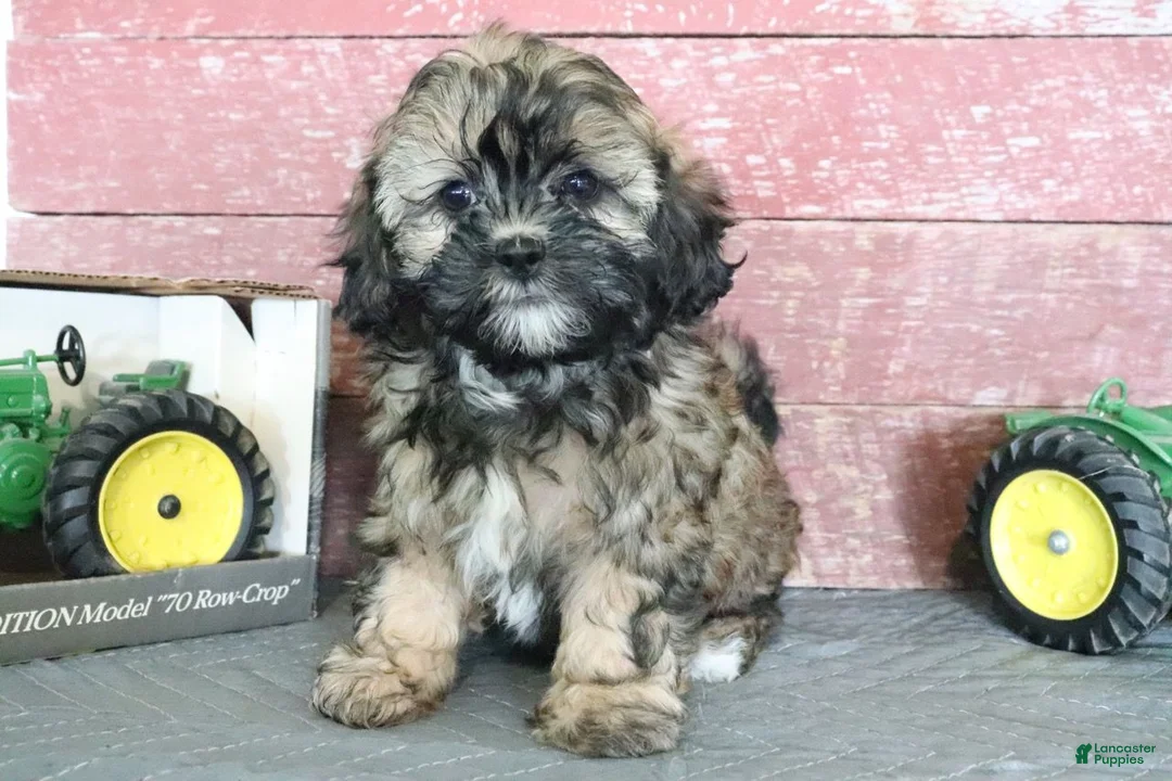 Shihpoo dogs for sale: Nevaeh - Ad 1