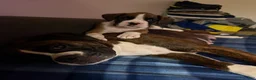 Boxer dogs for sale: Boxer 1 - Ad 5