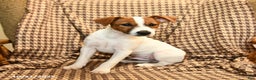 Jack Russell Terrier dogs for sale: Sam - Ad 6