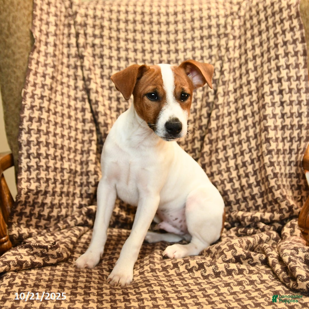 Jack Russell Terrier dogs for sale: Sam - Ad 6