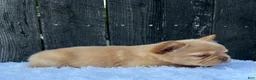 French Bulldog dogs for sale: Archie - Ad 5
