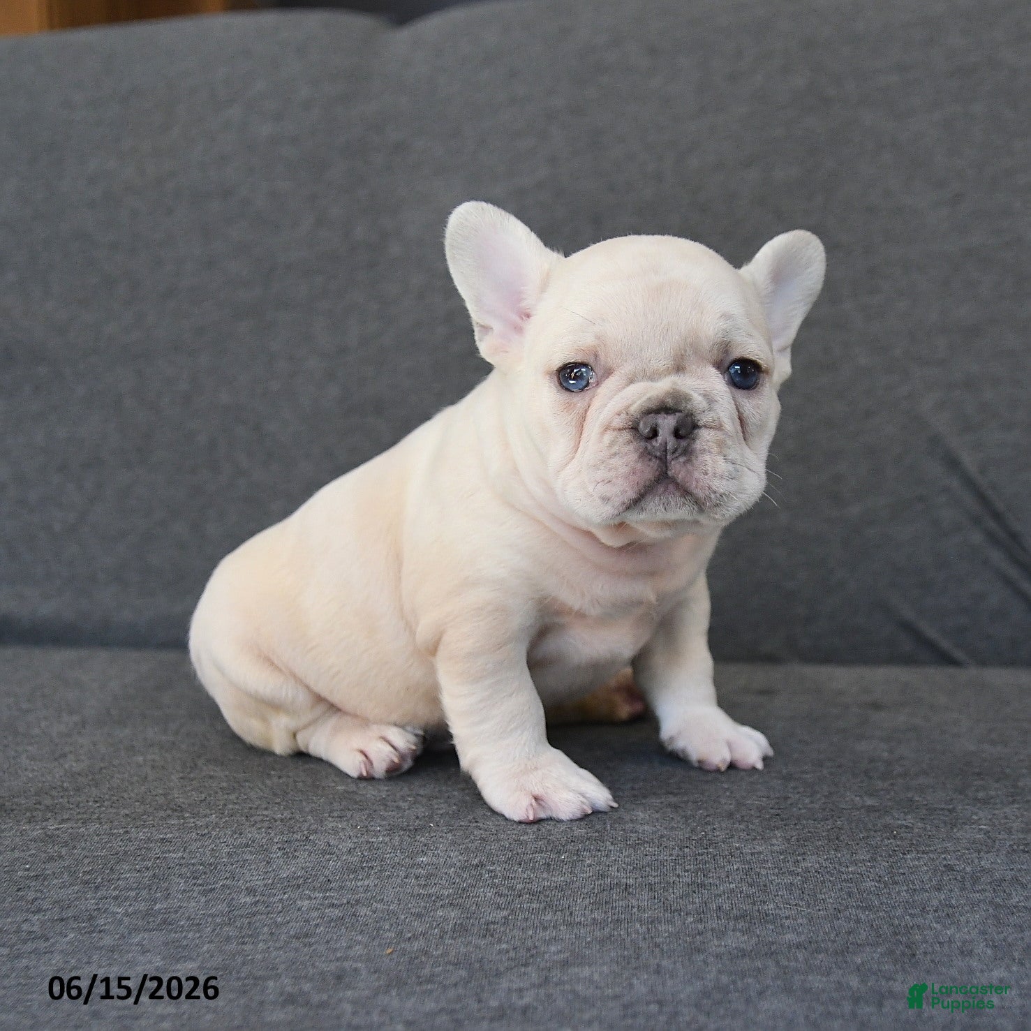 French Bulldog dogs Nelson - Ad 2