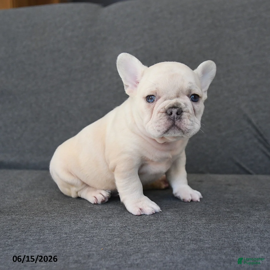French Bulldog dogs for sale: Nelson - Ad 2