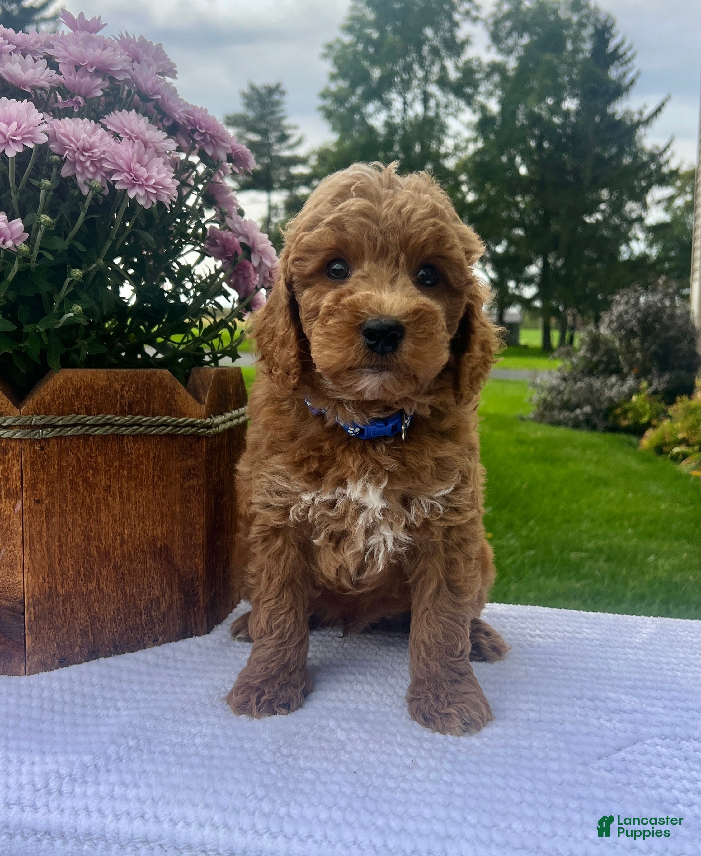 Sully