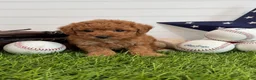 Cavapoo dogs for sale: Wrigley - Ad 3