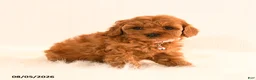 Cavapoo dogs for sale: Ivy - Ad 2