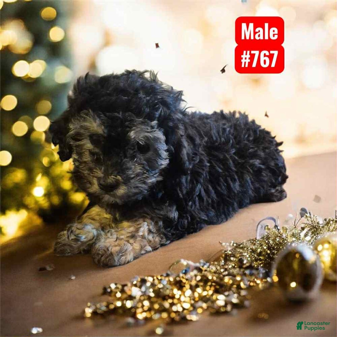 Mixed Breed dogs for sale: Heart - Ad 1