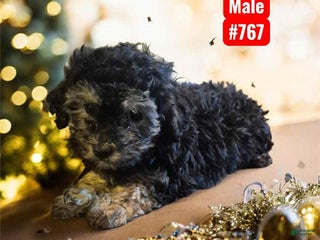 Mixed Breed dogs Heart - Ad 23