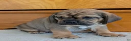 Puggle dogs for sale: Chase  - Ad 10