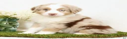 Miniature Australian Shepherd dogs for sale: Leo - Ad 5