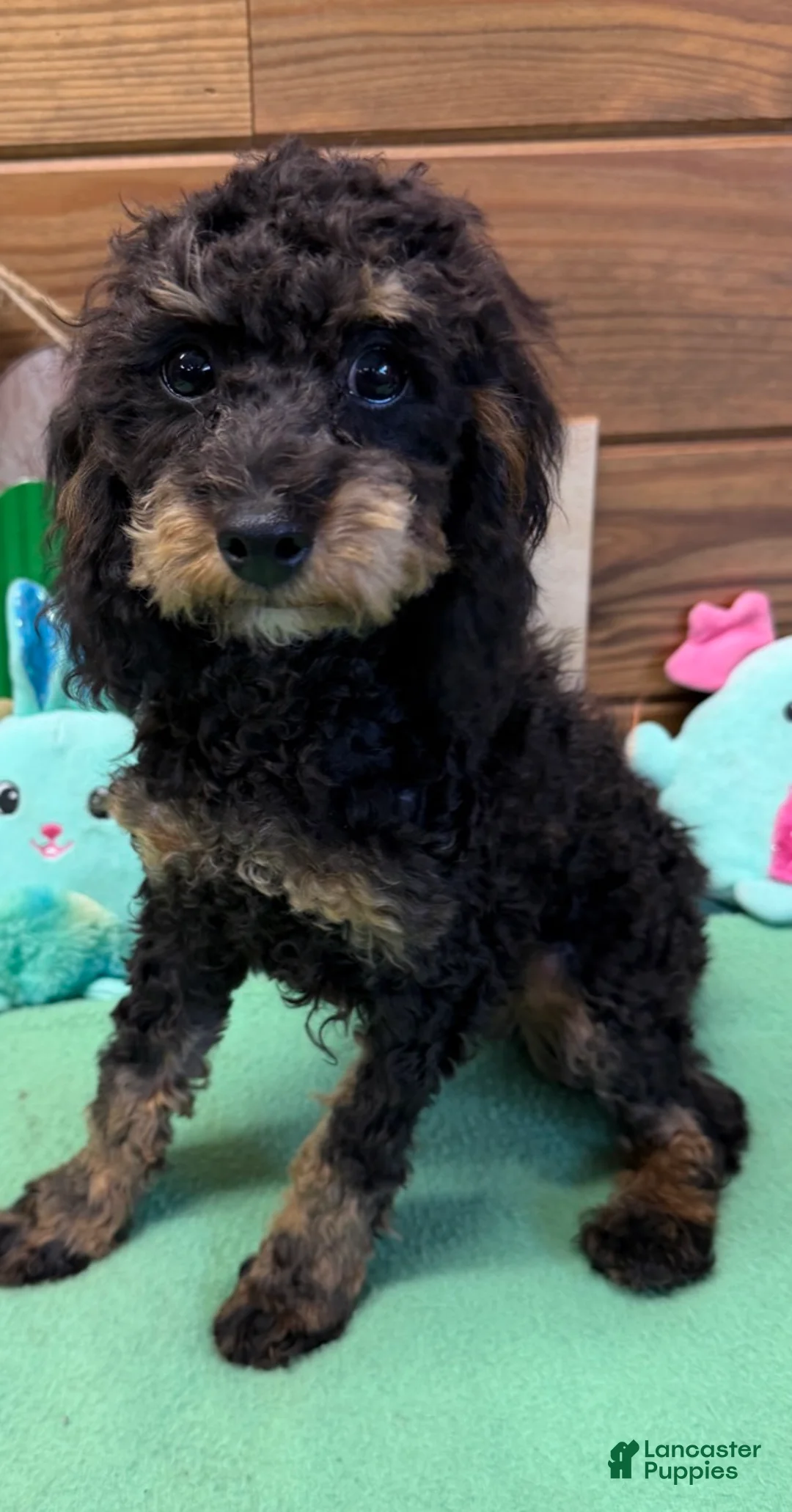 Cockapoo dogs for sale: Benny - Ad 2