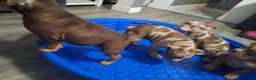American Bully dogs for sale: American Bully Puppy 1 - Ad 8