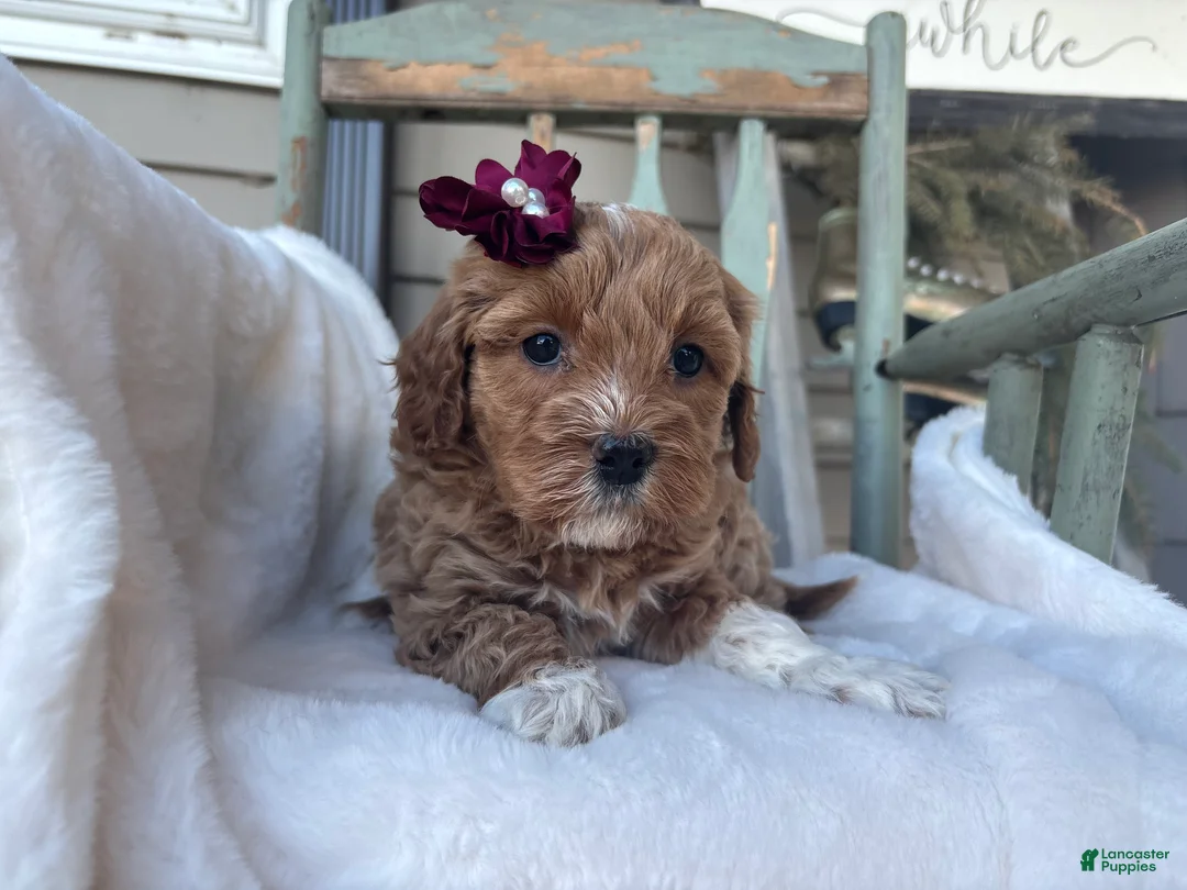 Mini Goldendoodle dogs for sale: Liz - Ad 1