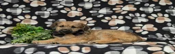 Jackapoo dogs for sale: Sebastian - Ad 4