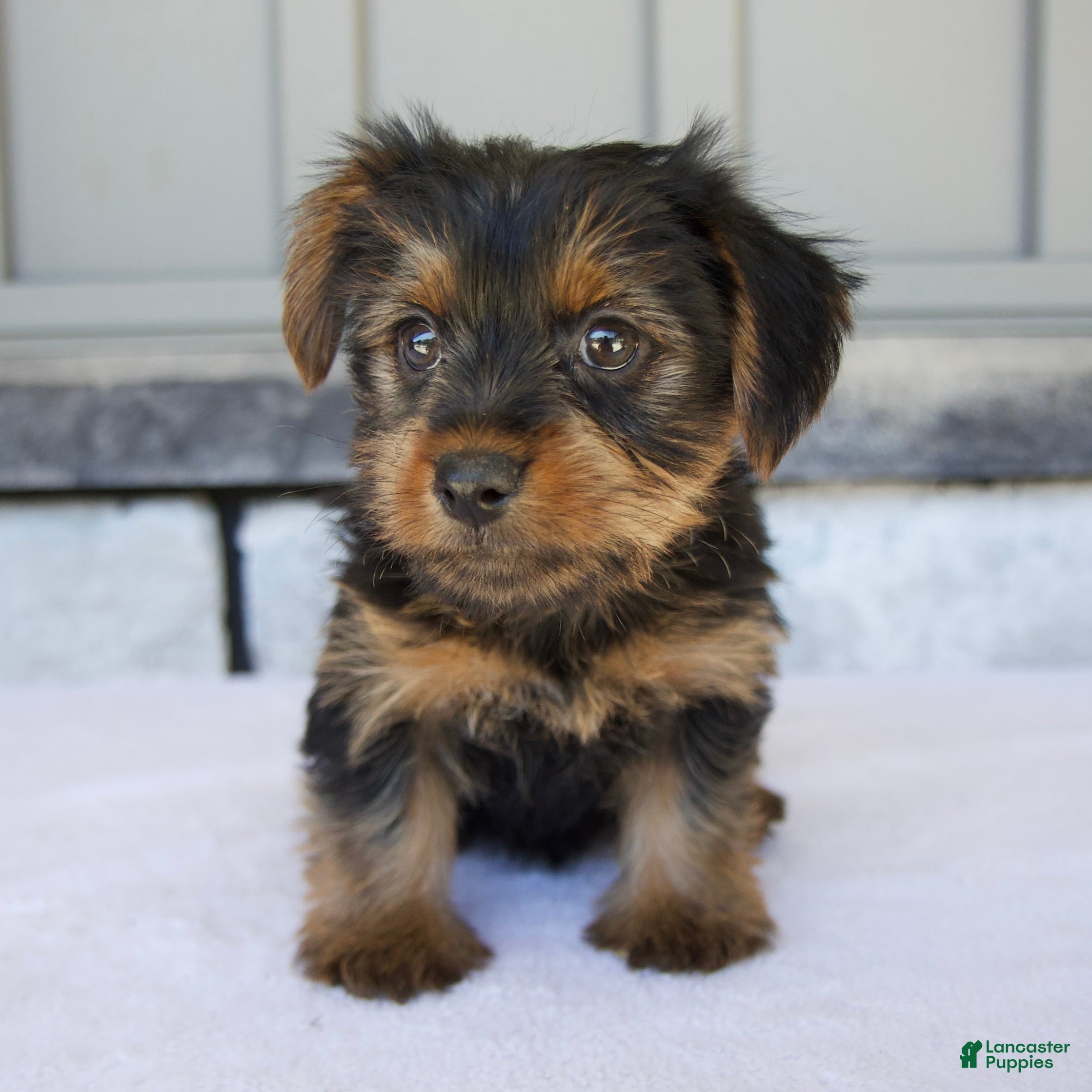 Yorkshire Terrier dogs Luna - Ad 1