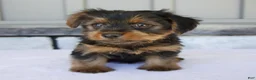 Yorkshire Terrier dogs for sale: Luna - Ad 1