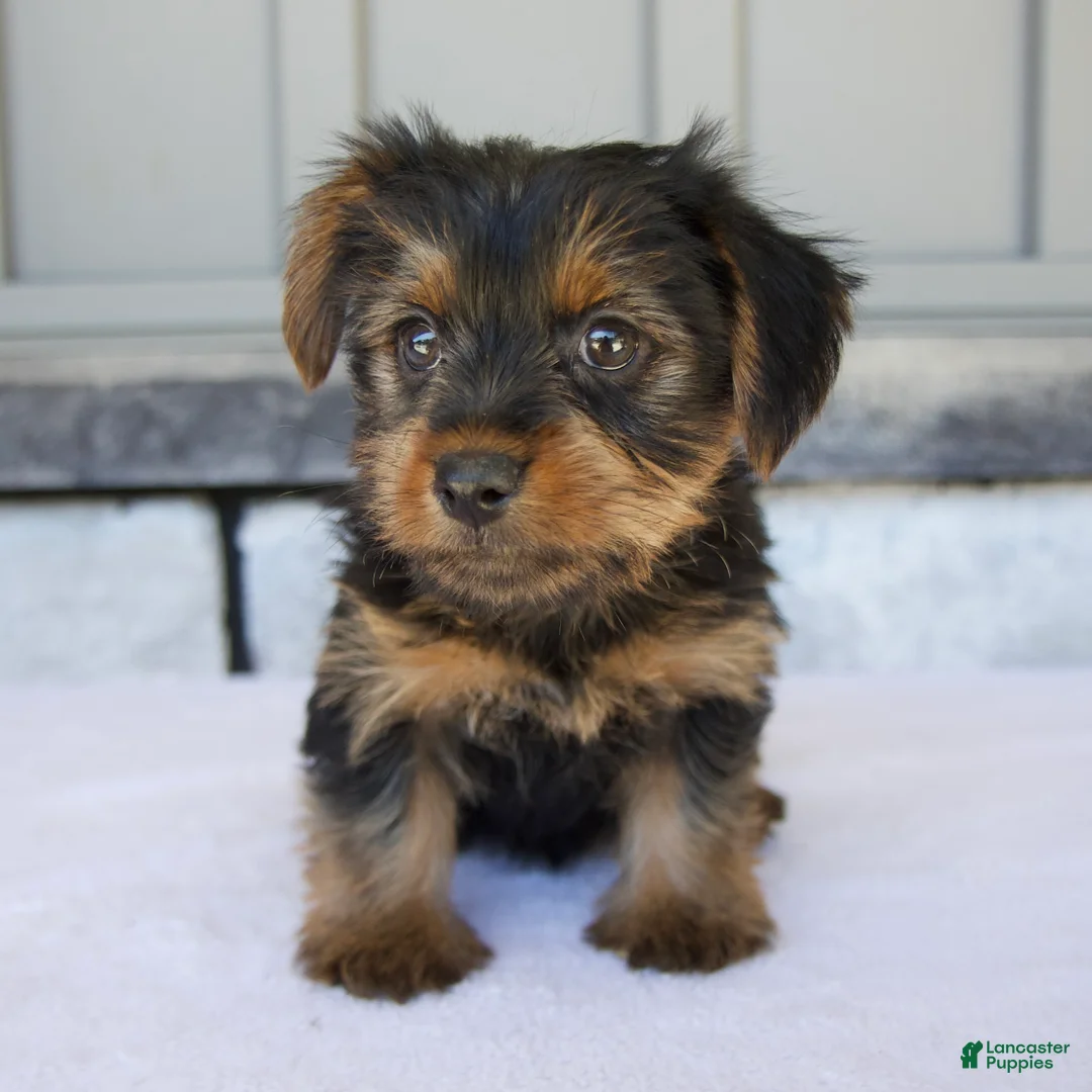 Yorkshire Terrier dogs for sale: Luna - Ad 1
