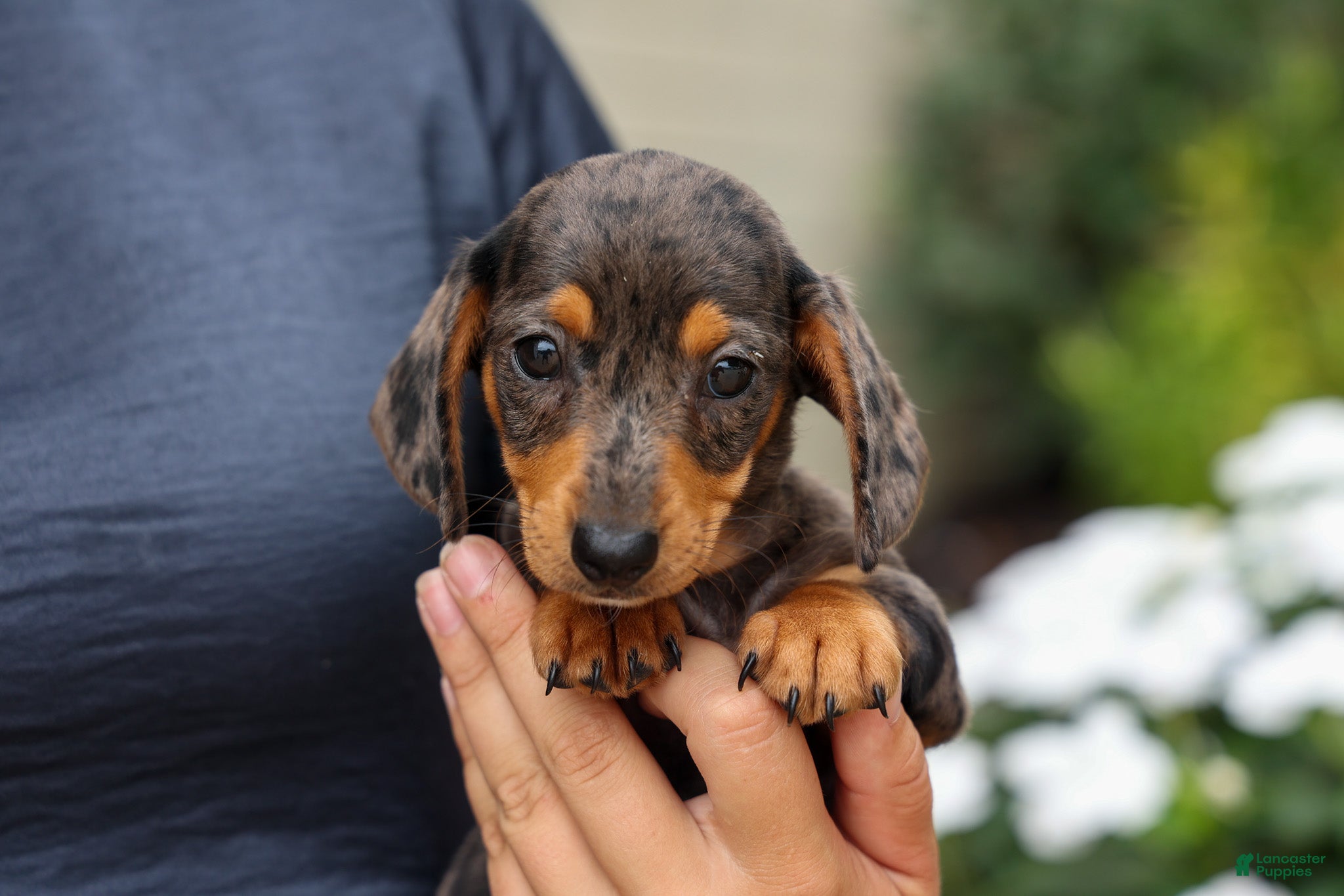 Miniature Dachshund dogs Holly 🌸 - Ad 2