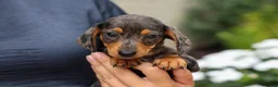 Miniature Dachshund dogs for sale: Holly 🌸 - Ad 10