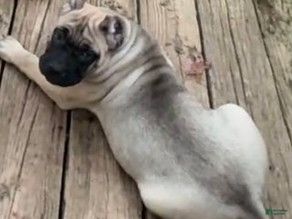 Cane Corso dogs - Ad 14