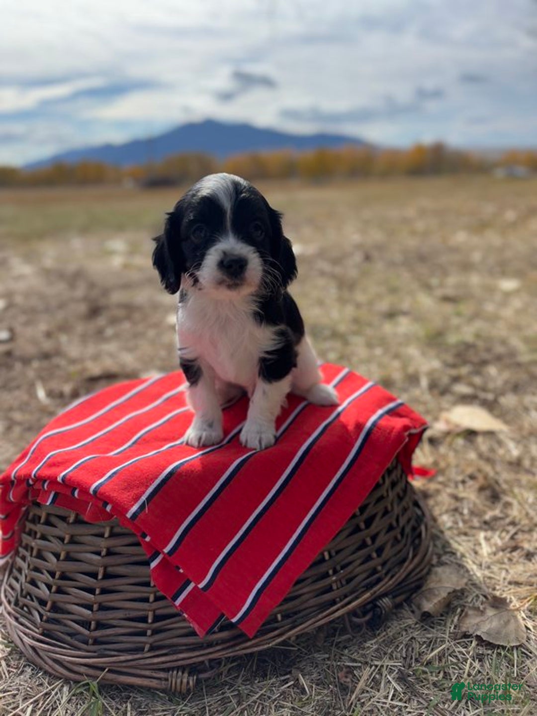 Cavapoo dogs for sale: Tater - Ad 1