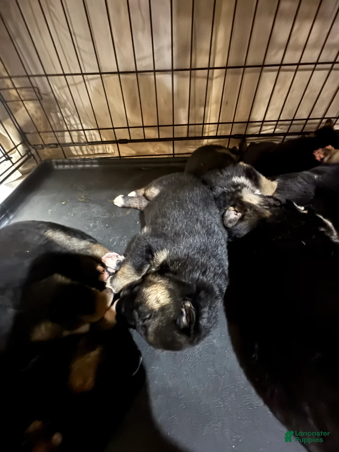 Gerberian Shepsky dogs for sale: Bob - Ad 2