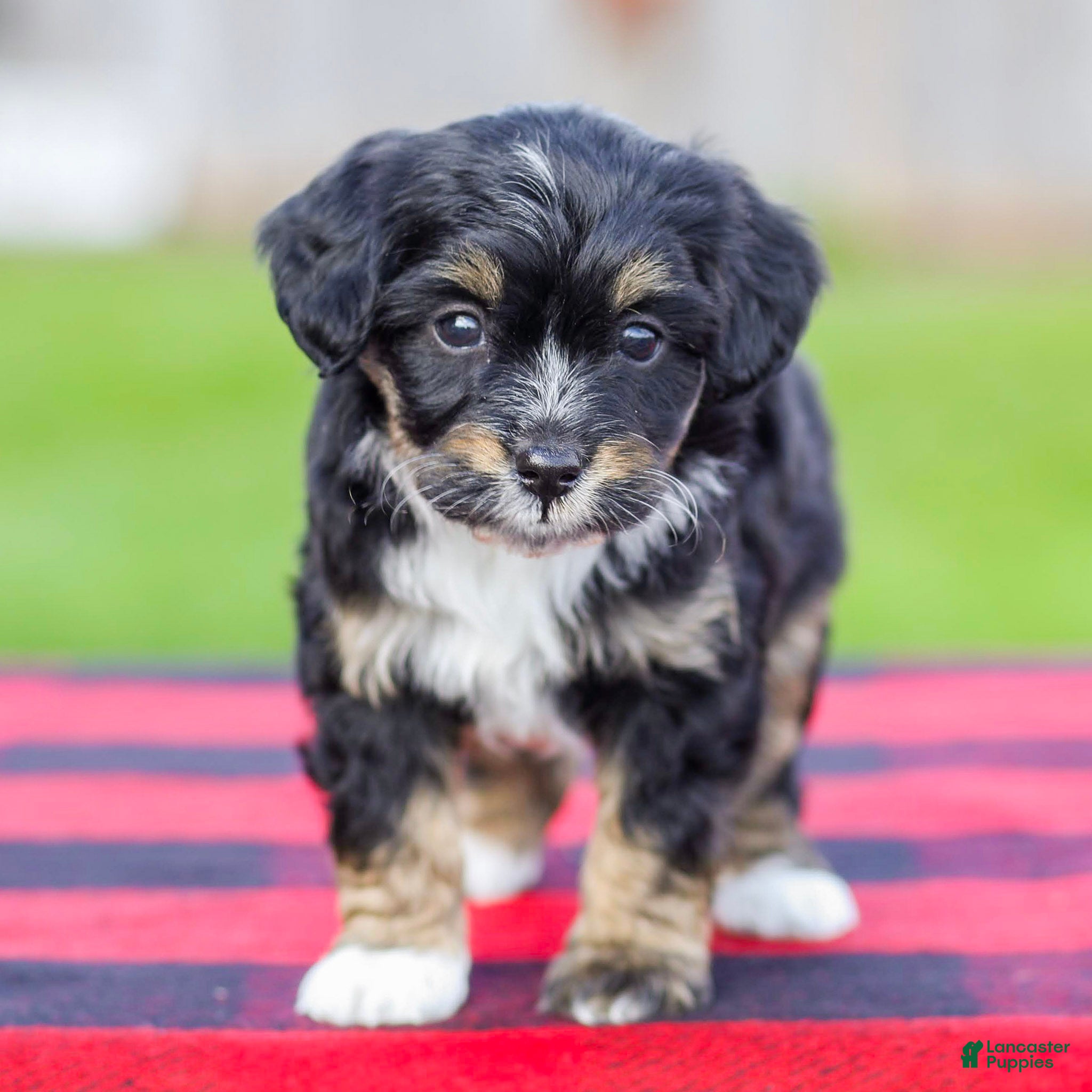 Mini Aussiedoodle dogs for sale: Bailey - Ad 4